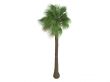 Desert Fan Palm or Washingtonia filifera
