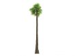 Desert Fan Palm or Washingtonia filifera