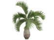 Bottle Palm or Hyophorbe lagenicaulis