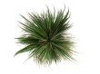 Ponytail Palm or Nolina recurvata