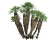 European Fan Palm or Chamaerops humilis