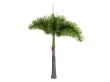 Foxtail Palm or Wodyetia bifurcata