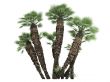 European Fan Palm or Chamaerops humilis