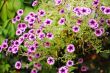 petunias