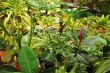 Tropical Flora