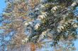 Snow on needles of a pine