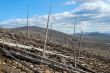The dead forest