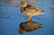 Duck on thin ice