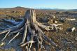  old stump
