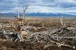 Old dead trees