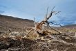 Roots of dead tree on the slope of hill