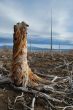 The old stump