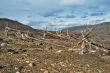The dead tree