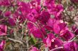 Purple Flowers