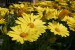 Yellow Flowers