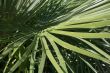 Green Plant