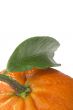 Orange Tangerine