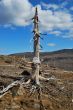 The dead tree