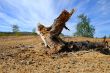 stump