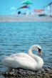The wild swan