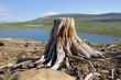 Old stump