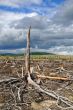 Thundercloud above a dead forest