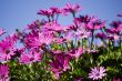 Purple Flowers