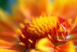 gaillardia