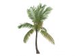 Coconut or Cocos nucifera