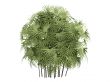 Lady Palm or Rhapis excelsa