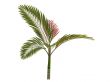 Red leaf Palm or Chambeyronia macrocarpa