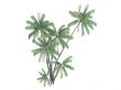 Nibung Palm or Oncosperma tigillarium