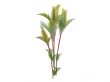 Lipstick Palm or Cyrtostachys renda