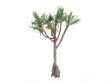 Common Screwpine or Pandanus utilis