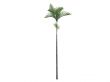 Joannis Palm or Veitchia joannis