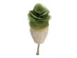 Petticoat Palm or Copernicia macroglossa