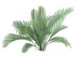 Cat Palm or Chamaedorea cataractum