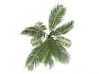 Coconut or Cocos nucifera