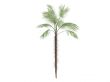 Zombie Palm or Zombia antillarum