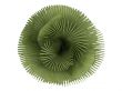 Petticoat Palm or Copernicia macroglossa