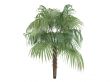 Zombie Palm or Zombia antillarum