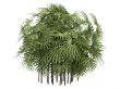 Lady Palm or Rhapis excelsa