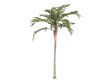 Orange Collar Palm or Areca vestiaria