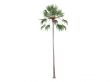 Livistona Palm or Livistona merrillii