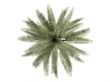 Chilean Wine Palm or Jubaea chilensis