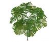 Australian Fan Palm or Licuala ramsayi