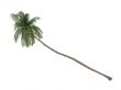 Coconut or Cocos nucifera