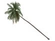 Coconut or Cocos nucifera