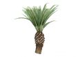 Date Palm or Phoenix canariensis
