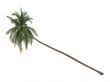 Coconut or Cocos nucifera